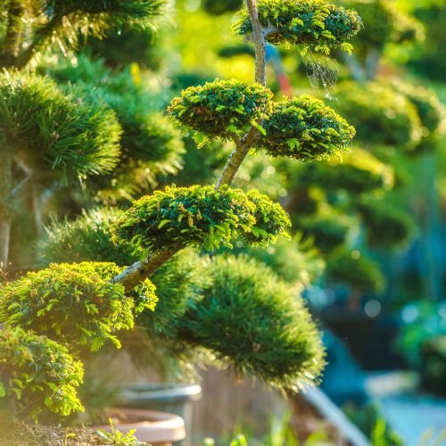 topiary-art-garden-plants-2023-11-27-05-16-06-utc.jpg